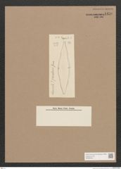 Diatomeae indet. Zeichnungen Sammlung Grunow Nr. 1450 (NHMW-BOT-W0368444)